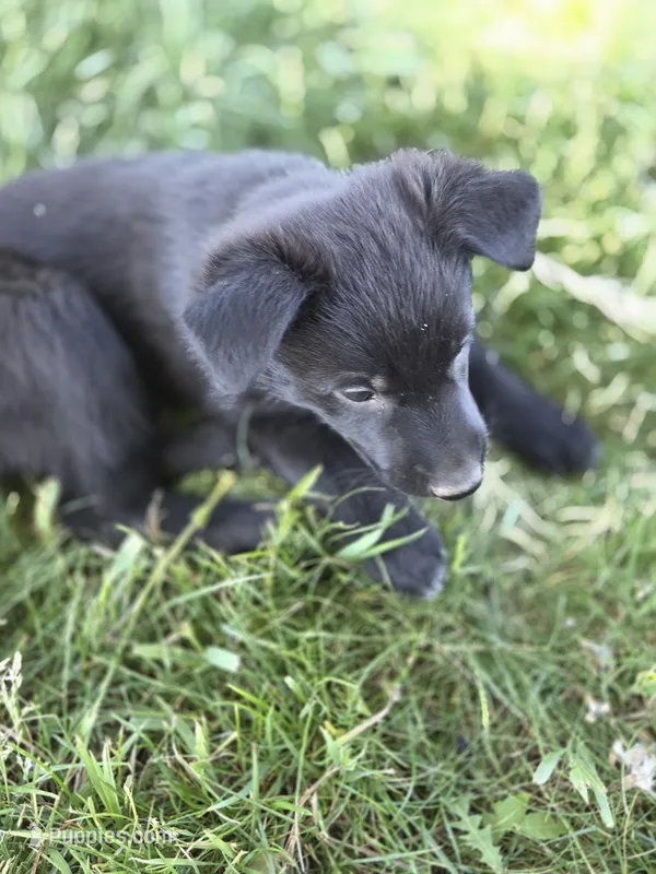 Ella – Belgian Malinois, Border Collie puppy on hold in Eaton, CO