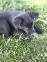 Ella, a female Belgian Malinois and Border Collie for sale in Eaton, CO – 1 of 4