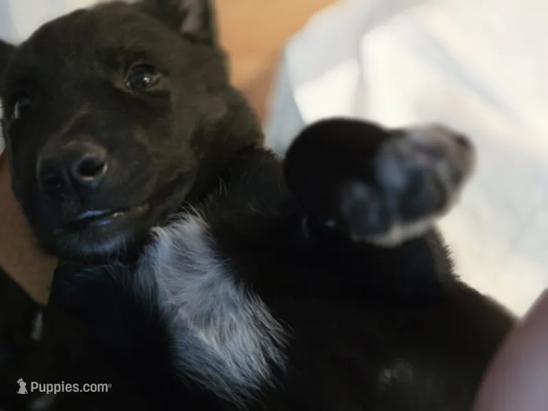 George – Belgian Malinois, Border Collie puppy for sale in Eaton, CO