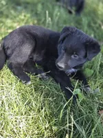 Ella, a female Belgian Malinois and Border Collie for sale in Eaton, CO – 4 of 4