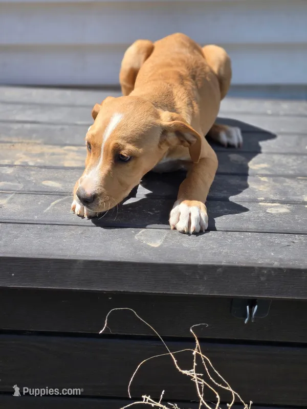 Boy – American Pit Bull Terrier, Golden Retriever puppy for sale in Eaton, CO