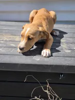 Boy, a male American Pit Bull Terrier and Golden Retriever for sale in Eaton, CO – 1 of 1