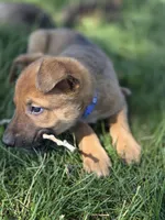 Teddy, a male Belgian Malinois and Border Collie for sale in Eaton, CO – 2 of 3