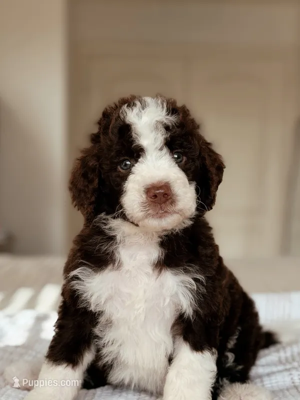 Ramen – Bernedoodle, Miniature Bernedoodle puppy for sale in Maricopa, AZ
