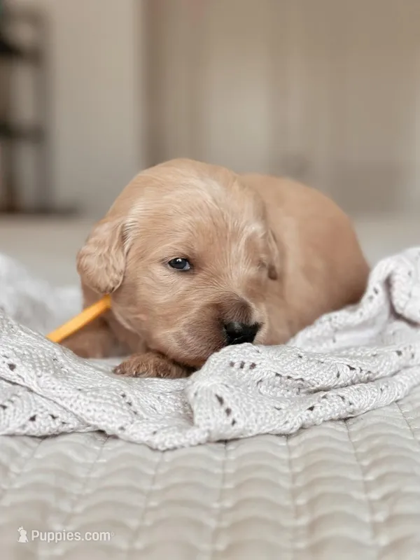 Monica Geller – Goldendoodle puppy for sale in Maricopa, AZ