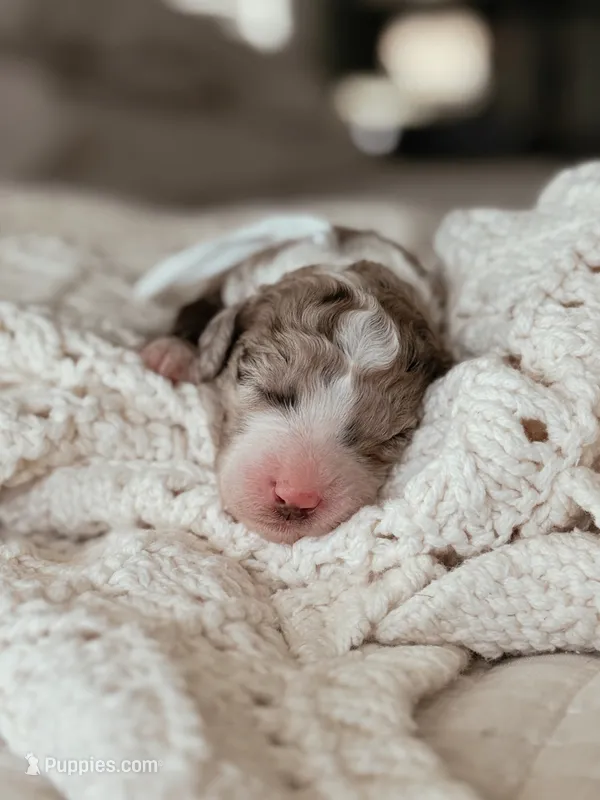 Nori – Bernedoodle, Miniature Bernedoodle puppy for sale in Maricopa, AZ