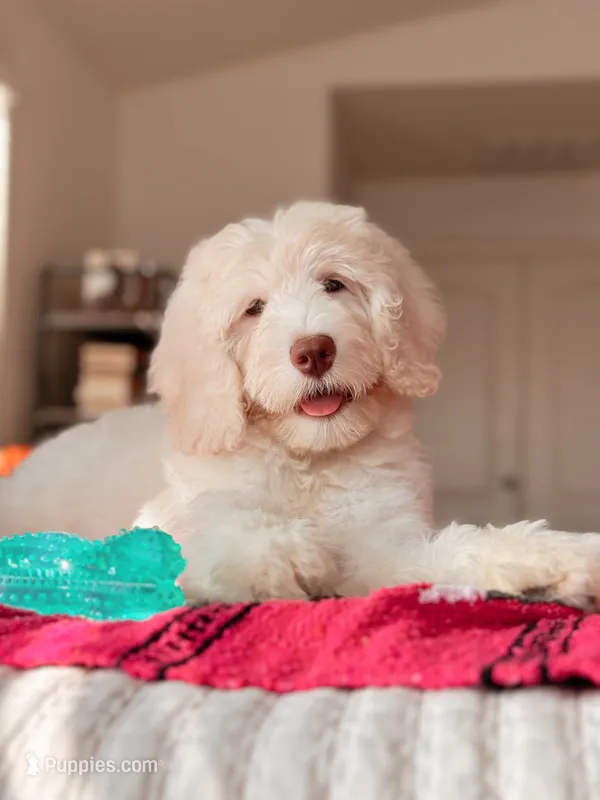 Montauk – Bernedoodle, Miniature Bernedoodle puppy for sale in Maricopa, AZ