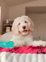 Montauk, a male Bernedoodle and Miniature Bernedoodle for sale in Maricopa, AZ – 1 of 3