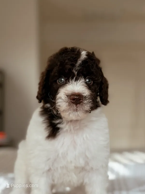 Gyoza – Bernedoodle, Miniature Bernedoodle puppy for sale in Maricopa, AZ