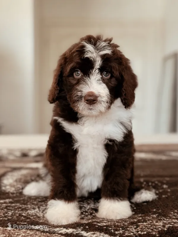 Udon – Bernedoodle, Miniature Bernedoodle puppy for sale in Maricopa, AZ