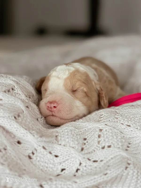 Peach – Miniature Bernedoodle puppy for sale in Maricopa, AZ