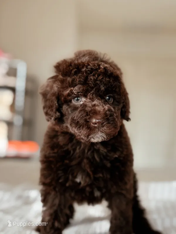 Matcha – Bernedoodle, Miniature Bernedoodle puppy on hold in Maricopa, AZ