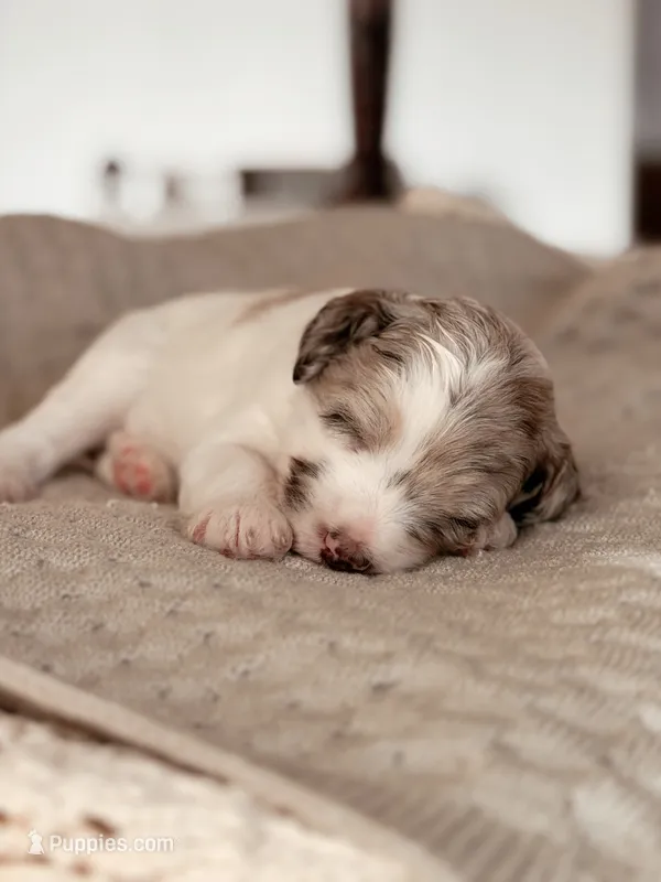 Everglade – Miniature Bernedoodle puppy for sale in Maricopa, AZ