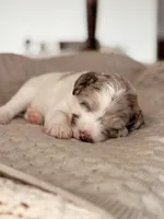 Everglade, a female Miniature Bernedoodle for sale in Maricopa, AZ – 1 of 1