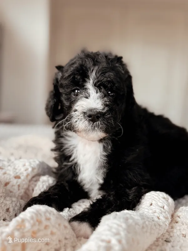 Cascade – Miniature Bernedoodle puppy on hold in Maricopa, AZ