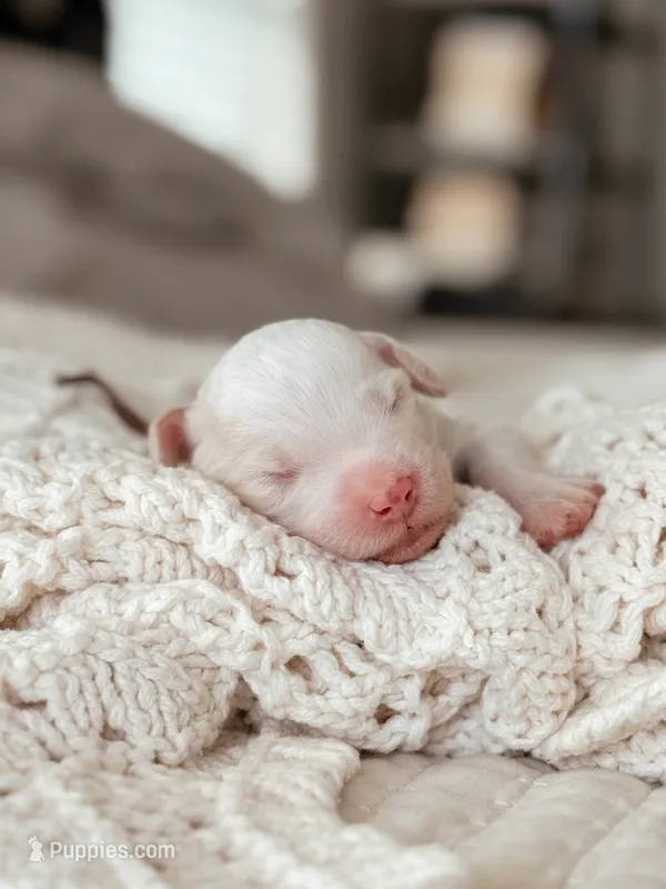 Miso – Bernedoodle, Miniature Bernedoodle puppy for sale in Maricopa, AZ