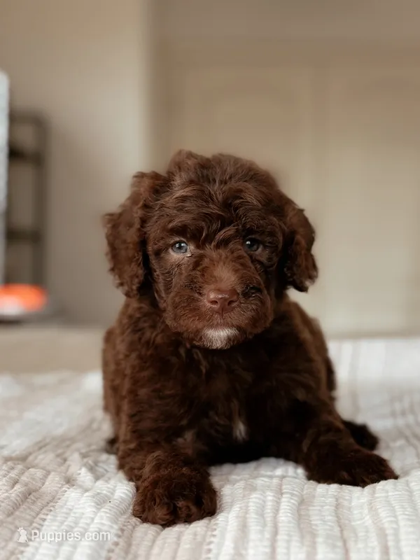 Katsu – Bernedoodle, Miniature Bernedoodle puppy for sale in Maricopa, AZ
