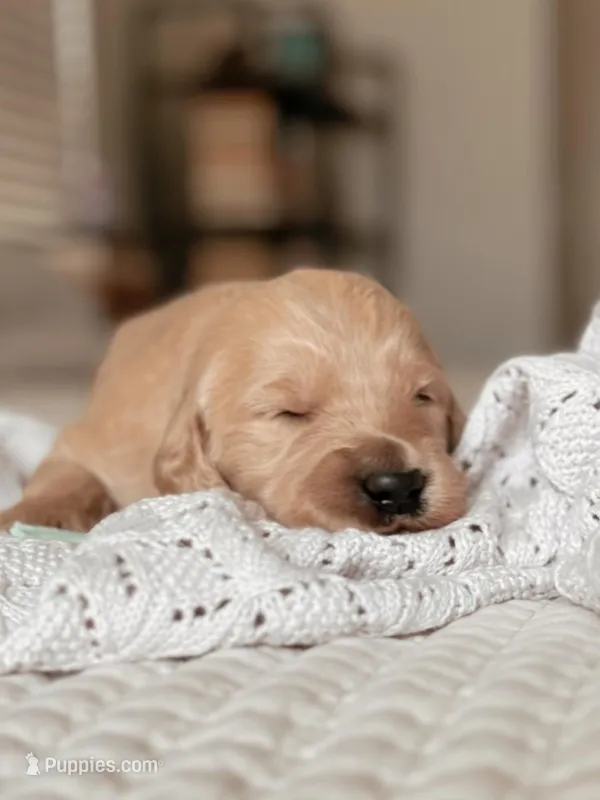Joey Tribbiani – Goldendoodle puppy for sale in Maricopa, AZ
