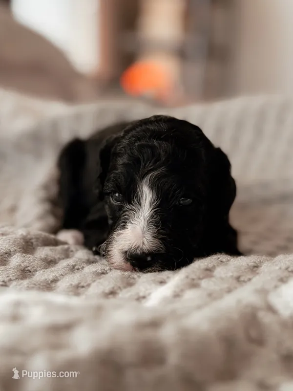 Cascade – Miniature Bernedoodle puppy for sale in Maricopa, AZ