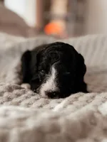 Cascade, a female Miniature Bernedoodle for sale in Maricopa, AZ – 1 of 1