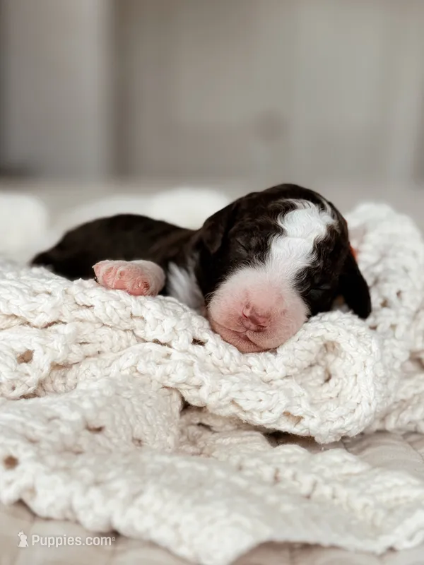 Ramen – Bernedoodle, Miniature Bernedoodle puppy for sale in Maricopa, AZ