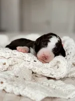 Ramen, a male Bernedoodle and Miniature Bernedoodle for sale in Maricopa, AZ – 1 of 1