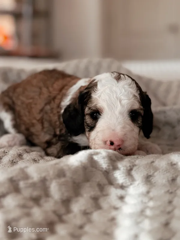 Acadia – Miniature Bernedoodle puppy on hold in Maricopa, AZ
