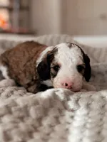 Acadia, a female Miniature Bernedoodle for sale in Maricopa, AZ – 1 of 1