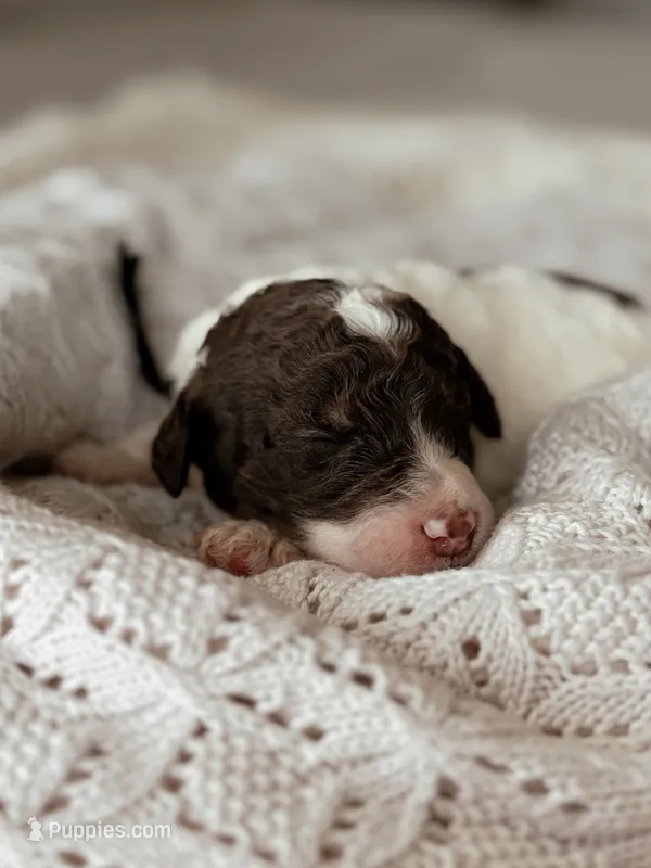 Graham – Miniature Bernedoodle puppy for sale in Maricopa, AZ