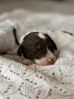 Graham, a male Miniature Bernedoodle for sale in Maricopa, AZ – 1 of 1