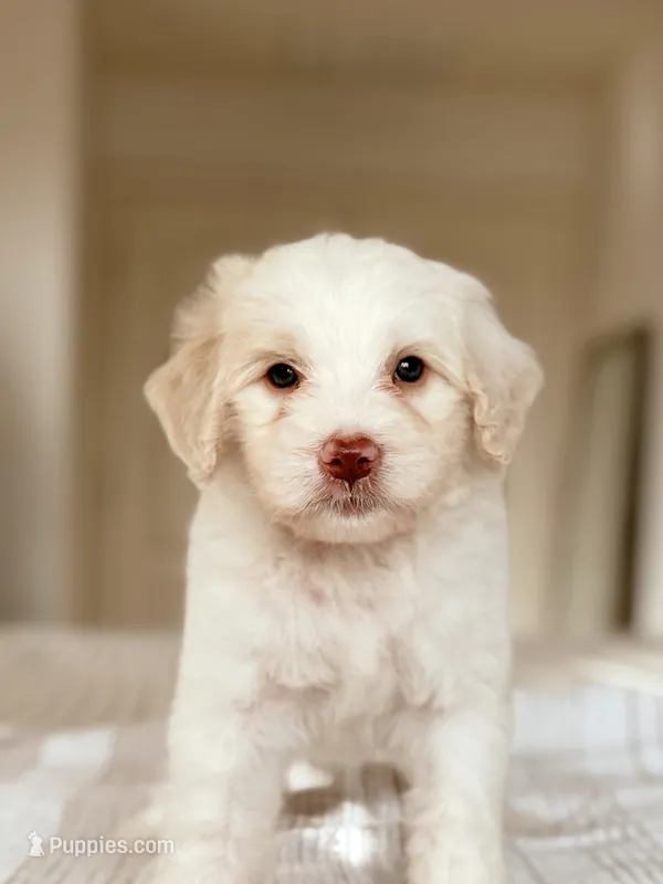 Miso – Bernedoodle, Miniature Bernedoodle puppy for sale in Maricopa, AZ