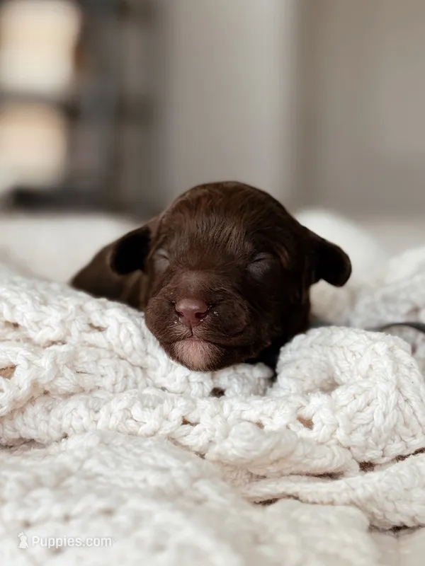 Katsu – Bernedoodle, Miniature Bernedoodle puppy for sale in Maricopa, AZ