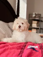 Coco, a female Bernedoodle and Miniature Bernedoodle for sale in Maricopa, AZ – 5 of 5