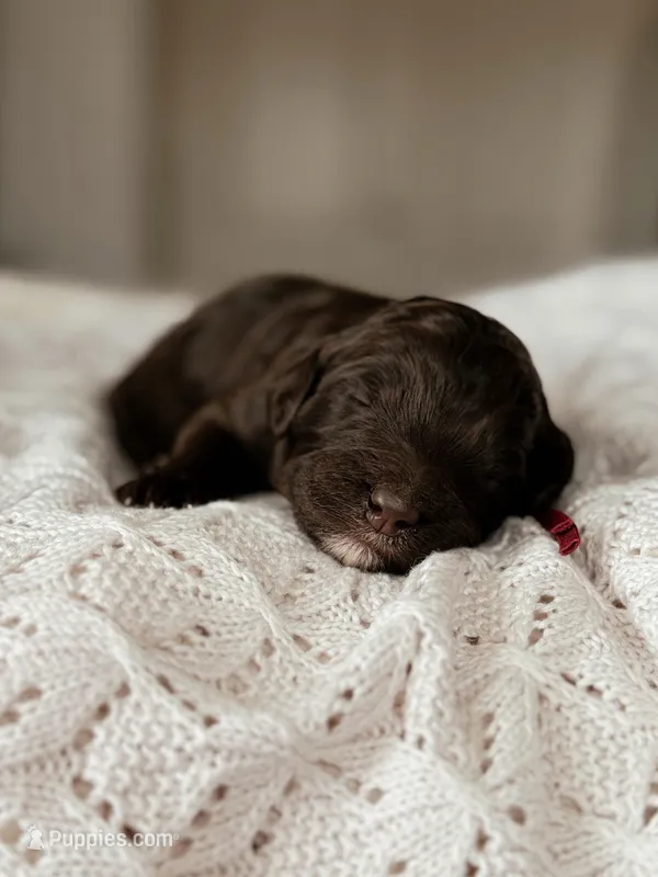 Cherry – Miniature Bernedoodle puppy for sale in Maricopa, AZ