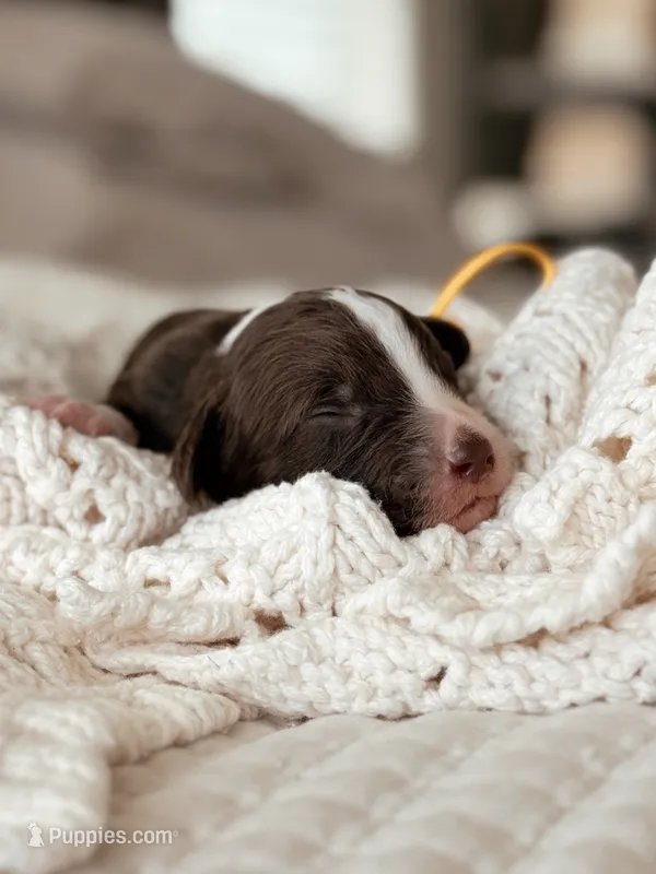 Udon – Bernedoodle, Miniature Bernedoodle puppy for sale in Maricopa, AZ