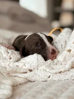 Udon, a male Bernedoodle and Miniature Bernedoodle for sale in Maricopa, AZ – 1 of 1