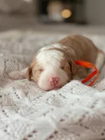Pumpkin, a male Miniature Bernedoodle for sale in Maricopa, AZ – 1 of 1