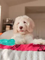 Montauk, a male Bernedoodle and Miniature Bernedoodle for sale in Maricopa, AZ – 2 of 3