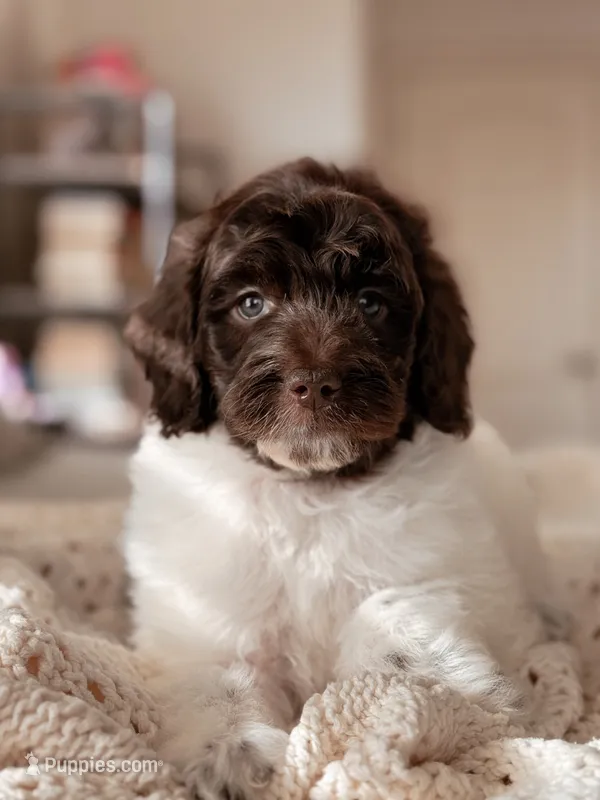 Rocky – Miniature Bernedoodle puppy for sale in Maricopa, AZ