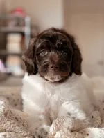 Rocky, a male Miniature Bernedoodle for sale in Maricopa, AZ – 1 of 2