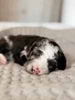 Denali, a male Miniature Bernedoodle for sale in Maricopa, AZ – 1 of 1