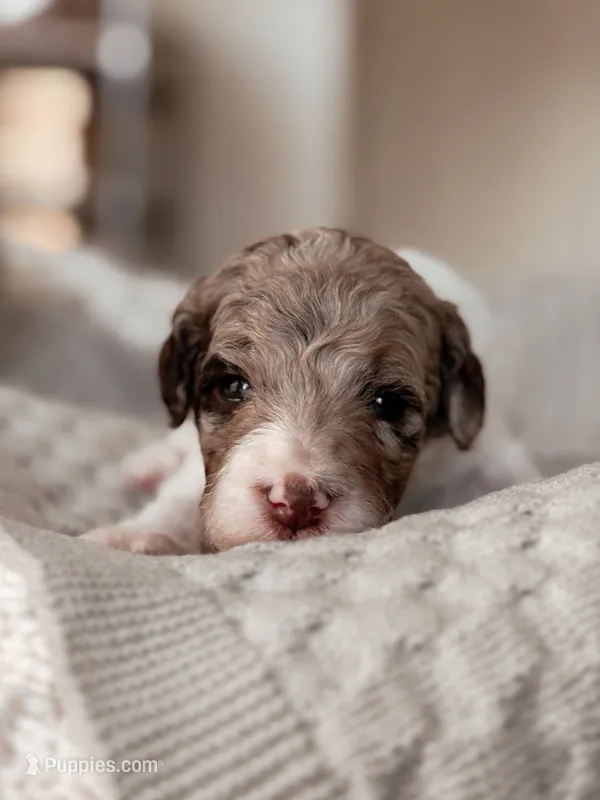 Sequoia – Miniature Bernedoodle puppy for sale in Maricopa, AZ