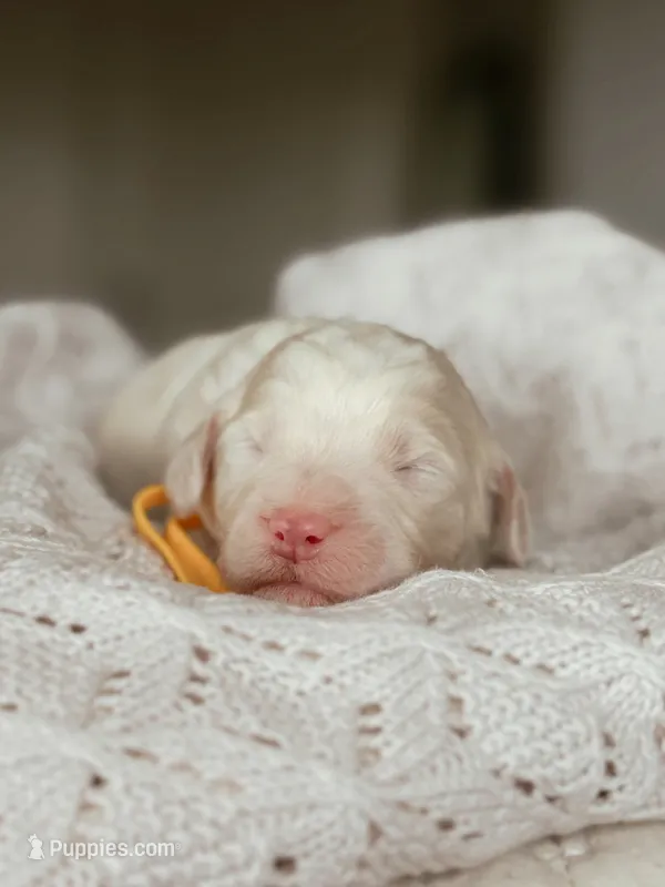 Crumble – Miniature Bernedoodle puppy for sale in Maricopa, AZ