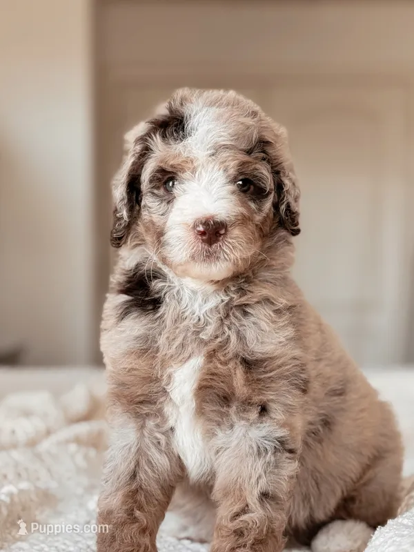 Yosemite – Miniature Bernedoodle puppy for sale in Maricopa, AZ