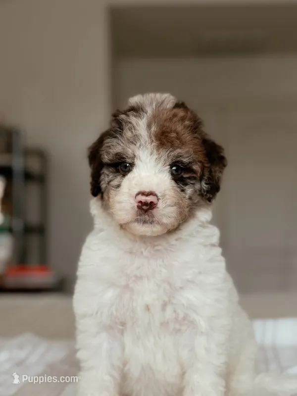 Wasabi – Bernedoodle, Miniature Bernedoodle puppy for sale in Maricopa, AZ