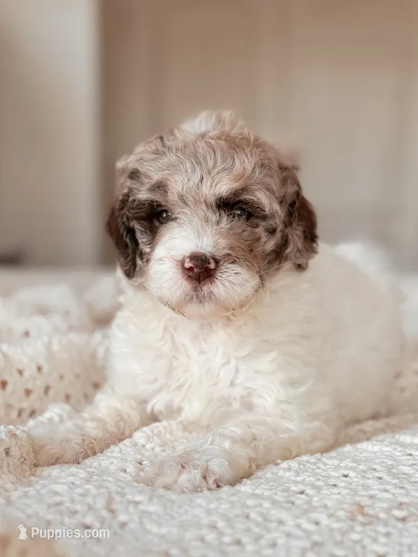Sequoia – Miniature Bernedoodle puppy for sale in Maricopa, AZ