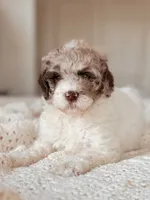 Sequoia, a female Miniature Bernedoodle for sale in Maricopa, AZ – 1 of 2