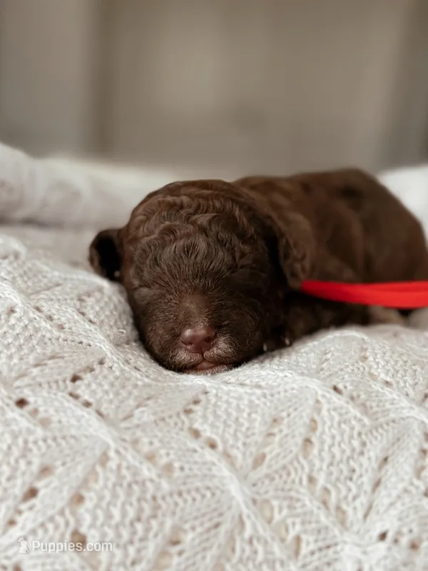 Apple – Miniature Bernedoodle puppy on hold in Maricopa, AZ