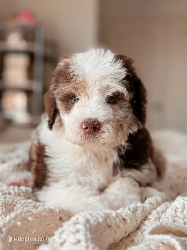 Kenai – Miniature Bernedoodle puppy for sale in Maricopa, AZ