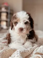Kenai, a male Miniature Bernedoodle for sale in Maricopa, AZ – 1 of 2